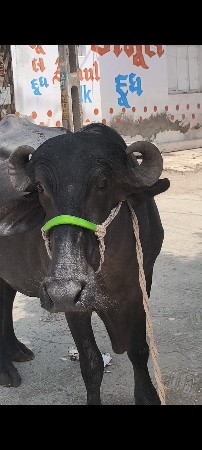 વેચવાની સે પૈલૂ વેતર