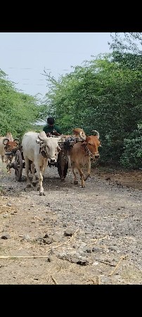 ચાલુ ગોધલો વેચવાનો