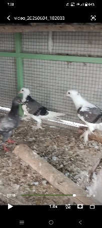 કબુતર