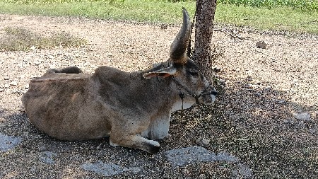 બળદ વેચવાનો છે