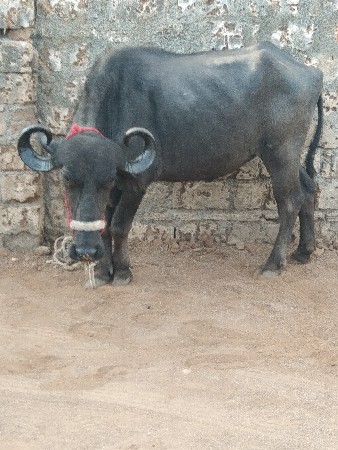 વેચાવ