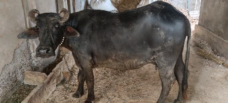 ભેંશ વેચવાની છે