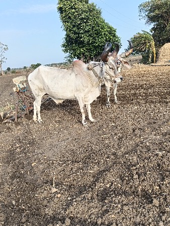 ફુલ જવાબદારી દેવાના છે
