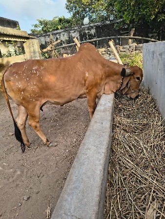 ગાય વેચવાની છે