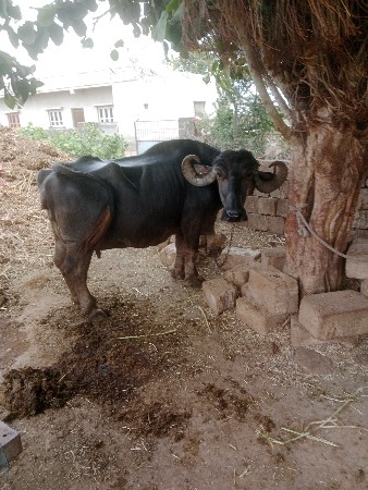 ભેસવેસવાનીછે