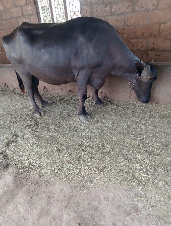 ખળેલી વેચવાની છે