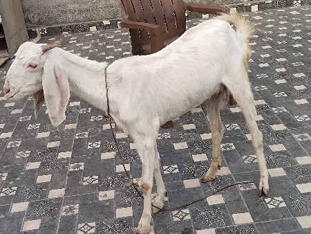 gulabi bakri gabhan che