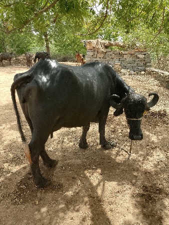 ભેંશ વેચવા ની છે