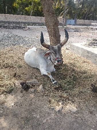 આદમ.   ભાઈ.    ભાટા