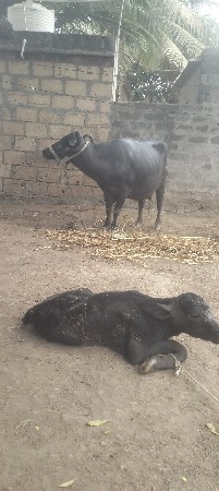 ભેશ વેચવાની છે