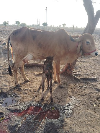 પેલું વેતર છે