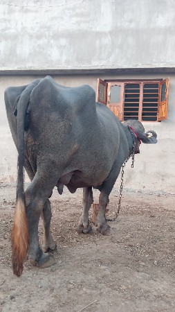 ભોંસ