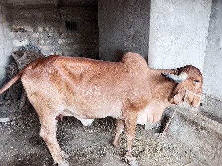 ગાય‌ વેચવાની છે