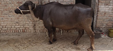 vasavani