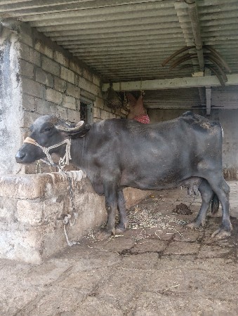 ભેંશ વેચવાની છે