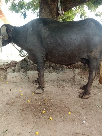 ભેંશ વેચવાની છે
