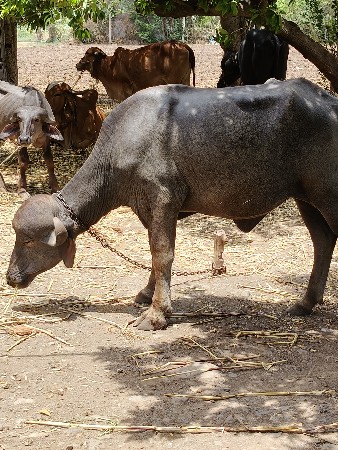 જાફરી પાડી