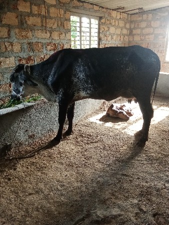 આગાય.વેચવાની છે