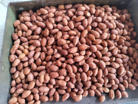 ગીરનાર 4