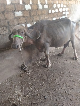 ભેંશ વેશવાનીછે