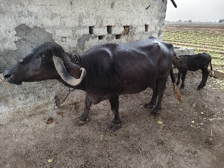 ભેંસ