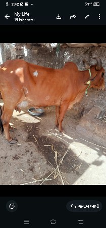 ગાયવેસવાનીસેવીયાણેલ