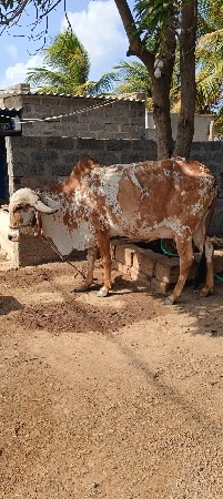 ગાય
