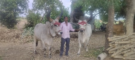 વેચવાના છે બળદ