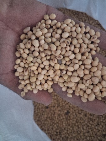 સોયાબીન KDS 726