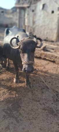 2  વેચવાની છે બે ભેંસો