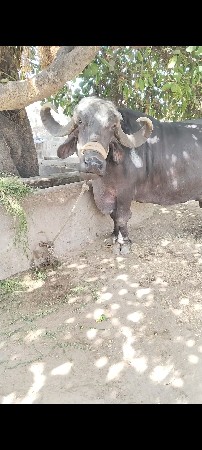 ભેંસ વેચવાની છે
