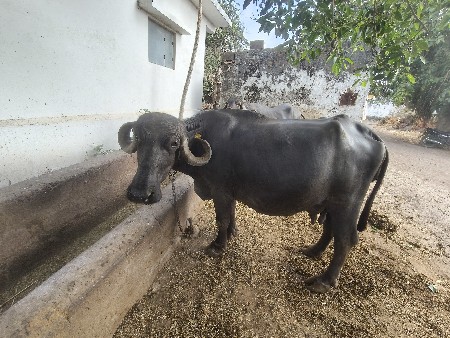 ભેસ વેચવાની છે