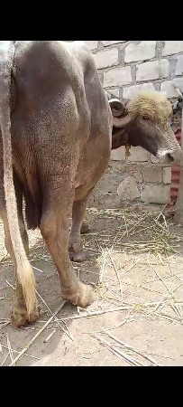 ભુરી જાફરાબાદી ભેસ છે