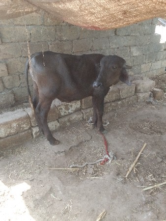 પાટોવેશવાનોછે