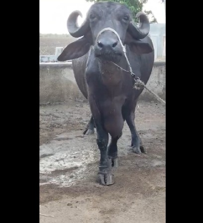 3 વેતર ભેંસ 8 8 લિટર દૂધ કરશે