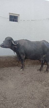 Bhes Vechvani Chhe