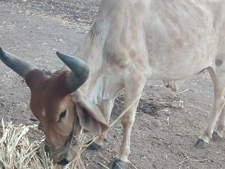 ગોઠવો વેચવાનો છે