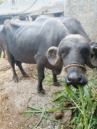 ભેંશ વેચવાની છે.