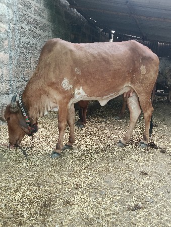 પેલુ વેતર ઓડકી ગાભણી
