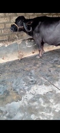 ભેંસ વેચવાની છે