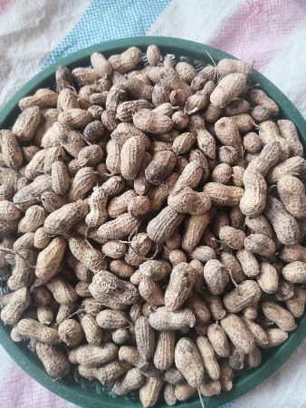 મગફળી અને બીયારણ