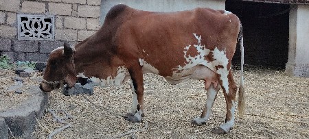 ગાય વેચવાની છે