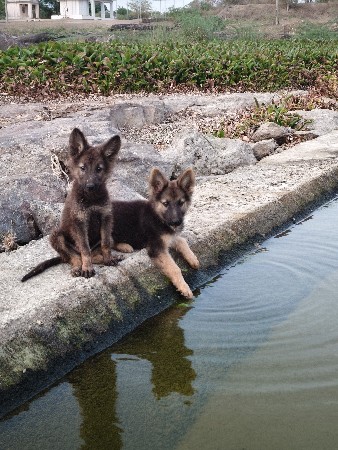 original Jarmanshepherd female
