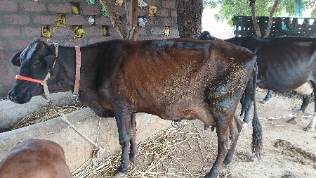 જરસીગીરકોસ વેસવાનીસે