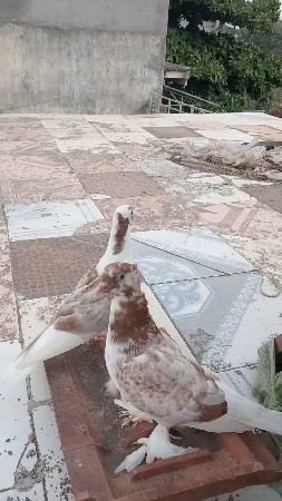 કબૂતર