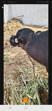ખડેલિ..વેસવાનિ.સે