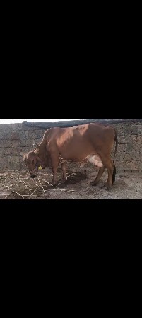 ગીર કોર્ષ ગાય વેચવા ની છે 4 વેતર