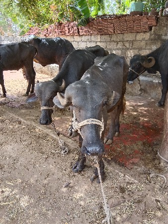 ખડેલા