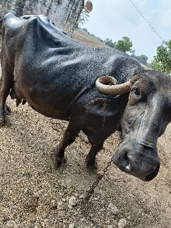 vechvani