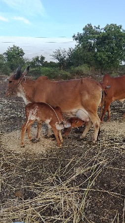 સાવ સોજી છે ફુલ જવાબદારી થી
